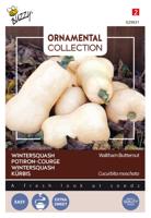 Zaden Ornamental Wintersquash Waltham Butternut Buzzy - Buzzy