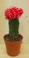 3 stuks! Kamerplant Cactus Rood/oranje mini - Warentuin natuurlijk