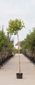 Bol plataan Platanus hispanica Alphens Globe h 270 cm st. omtrek 8 cm st. h 220 cm - Warentuin Natuurlijk