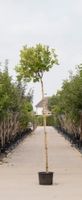 Bol plataan Platanus hispanica Alphens Globe h 270 cm st. omtrek 8 cm st. h 220 cm - Warentuin Natuurlijk