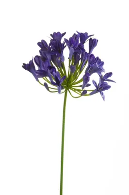 Emerald kunsttak agapanthus 75cm blauw