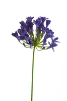 Emerald kunsttak agapanthus 75cm blauw