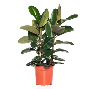 Kamerplant Ficus Elastica Toef - Groen