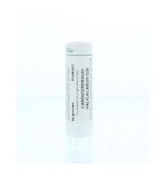 Cardiospermum halicacabum D30