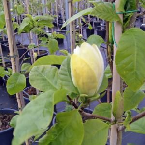 Magnolia struik Brooklynensis Yellow Bird - 200 - 220 cm - 1 stuks