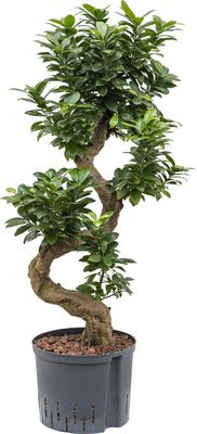 Hydroplant Ficus Microcarpa