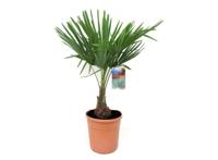 XL Aziatische Waaierpalm 'Trachycarpus Fortunei' XL Aziatische Waaierpalm 'Trachycarpus Fortunei'
