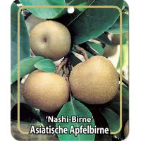 Pyrus Pyriufolia Nashi-Birne - Oosterik home
