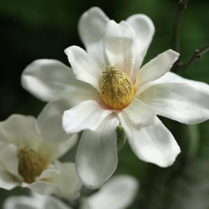 Magnolia Kunsttak 83cm Creme
