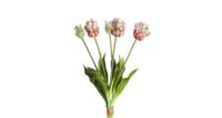 Tulp 5dlg Parrot 40cm
