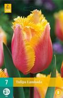 Tulp Lambada 7 bollen