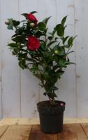 Camelia rood 50 cm Warentuin Natuurlijk - Warentuin natuurlijk