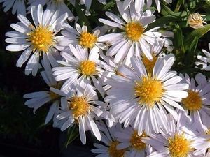 Aster