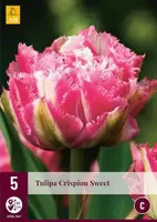 X 5 Tulipa Crispion Sweet