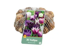 Bloembollen Tulipa Blueberry Mix 35st Bloembollen Tulipa Blueberry Mix 35st