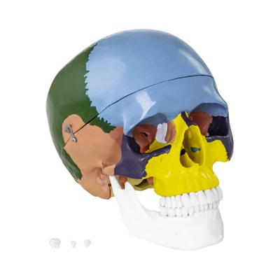 Anatomisch model schedel - in kleur