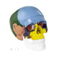 Anatomisch model schedel - in kleur