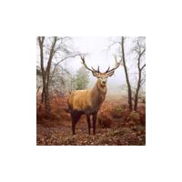 Duni Servetten Deer At Dusk 33x33cm - thumbnail