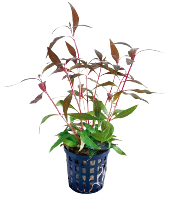 AquaVitaal Alternanthera Reinecki Mini