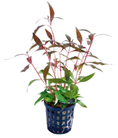 AquaVitaal Alternanthera Reinecki Mini