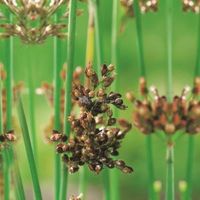 Mattenbies (Scirpus lacustris) moerasplant (6-stuks) - thumbnail