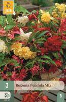 Begonia pendula mix