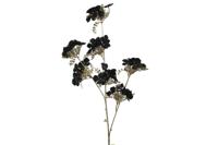 Hydrangea S zwart - Countryfield