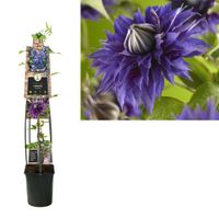 Klimplant Clematis Multi Blue 120 cm - Van der starre