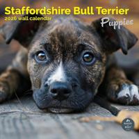 Staffordshire Bull Terrier Puppies Kalender 2026