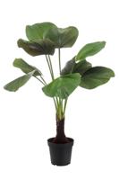 Licuala palm 130 cm - Emerald