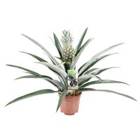 Grote Ananasplant - P 14 cm ?
