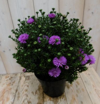 Grote herfstaster roze - Warentuin natuurlijk