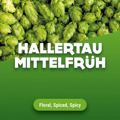 Hopbellen Hallertau Mittelfrüh 2024 5 kg