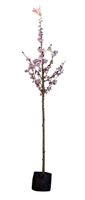Japanse sierkers Accolade Prunus Accolade h 325 cm st. omtrek 12 cm - Warentuin Natuurlijk