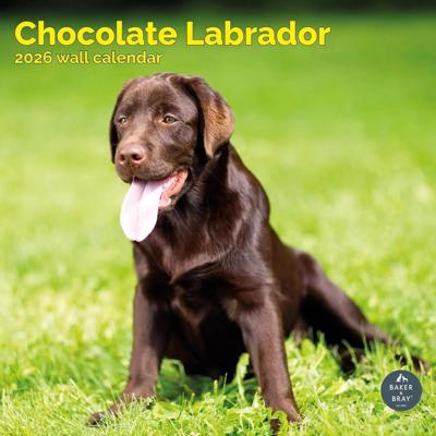 Labrador Retriever Bruin Kalender 2026