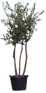 Kurkeik multistam Quercus suber 225 cm - Warentuin Natuurlijk