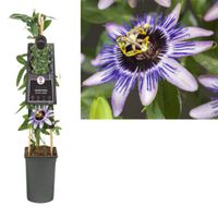 Klimplant Passiflora Damsel s Delight 75 cm - Van der starre