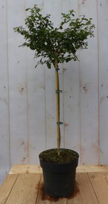 Amerikaanse Sering op stam Ceanothus Warentuin Natuurlijk - Warentuin natuurlijk