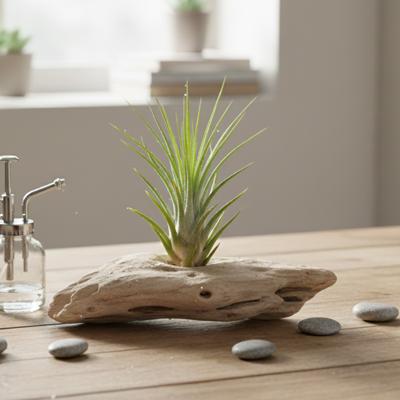 Tillandsia Melanocrater - Luchtplant Tillandsia Melanocrater - Luchtplant