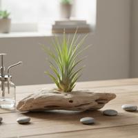 Tillandsia Melanocrater - Luchtplant