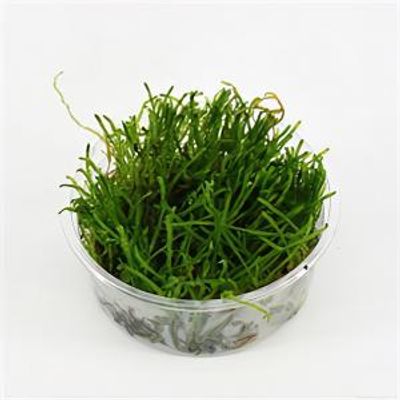 Taxiphyllum flame mos - 3 stuks - aquarium plant