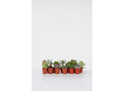 Mini cactus - mix van 12