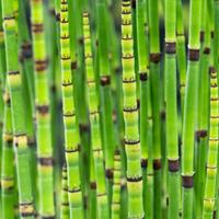 Equisetum japonica potmaat P18 Japanse holpijp Moerings - Moerings