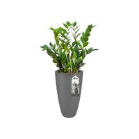 elho pure soft round high 30 Binnen/buiten Plantenpot Vrijstaand Lineaire lagedichtheidpolyetheen (LLDPE) Antraciet - thumbnail