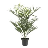Goudpalm buitenplant h90cm groen - Emerald