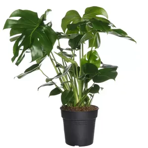 Kamerplant Monstera Deliciosa ''Gatenplant''