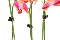 Orchidee clips zwart set a 10 stuks - Nature