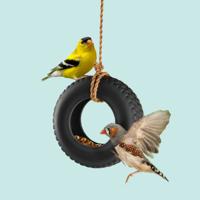Vogelvoederband Vogelvoederband