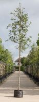 Gewone krentenboom Amelanchier lamarckii h 350 cm st. omtrek 12 cm - Warentuin Natuurlijk