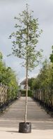 Gewone krentenboom Amelanchier lamarckii h 350 cm st. omtrek 12 cm - Warentuin Natuurlijk - thumbnail